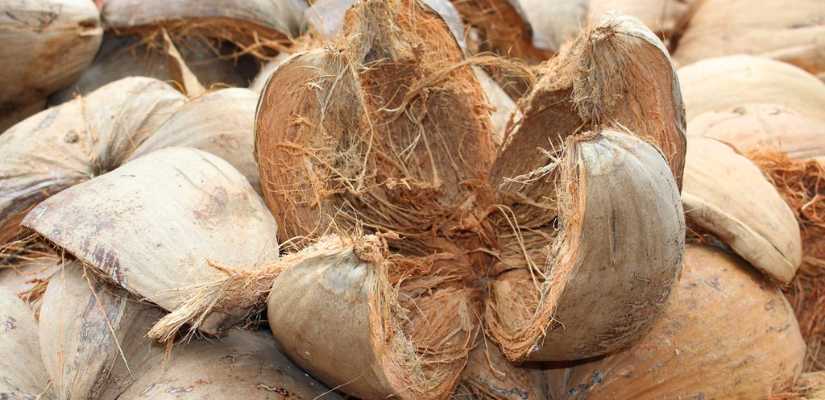 Husk Coconut Suppliers in Pune